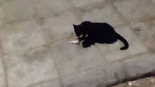 Black cat eating fish