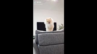 Funniest Dogs (Try Not To Laugh)