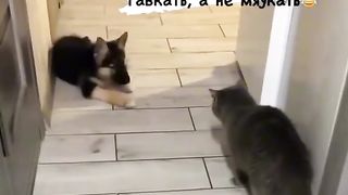 Кто сказал Мяу))