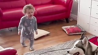 dog playing with little boy