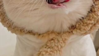 Funny Animals Club | Try To Not Laugh | Beautiful Kitty Life.