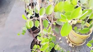 ایک ویڈیو تین چار پودوں کی معلومات