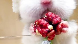 Little hamster eats walnuts