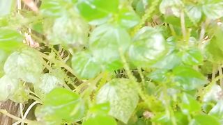 wild plants