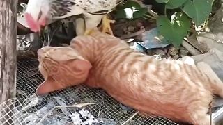 CHICKEN AND CAT PLAYING.
