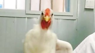 Klakuan konyol ayam