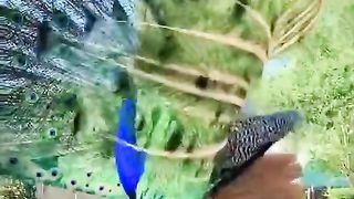 The merak bird????????????