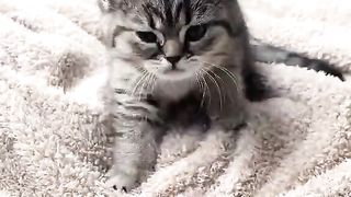 cat kneading the futon
