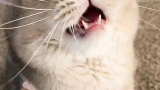 meowing cat 2