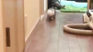 Animals that don't know what they want to do