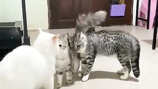 lots of cats