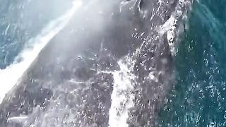 Whel Amazing video...