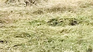 Park Grass Cutting With Tractor, Use Manual and Automatic Machines