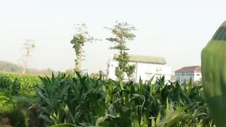 View of rice fields