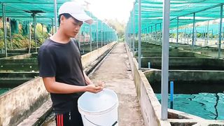 Show how to feed fish
