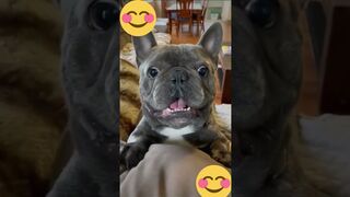 pets & animals 3
