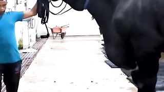 Holstein Friesian bull from Brownie's Ranch is going for