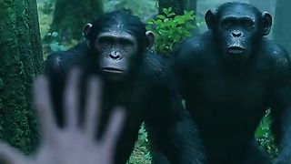 moive Monkey sat