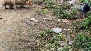 Cat attack on piegon ????☠️????.