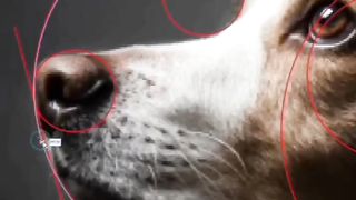 Dog care logo