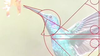 humming bird logo