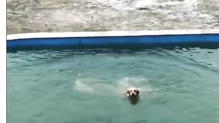 Dog ka funny video full entertainment