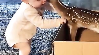 Cute deer ????