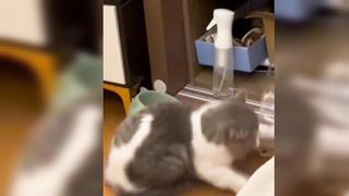 Funniest Animals 2023 ???????? Best Cats and Dogs Videos ???????? 3