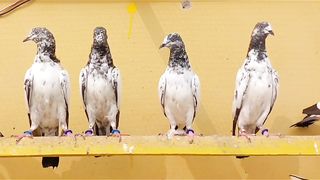 Golden tadeey pathian pathay pigeon chiks