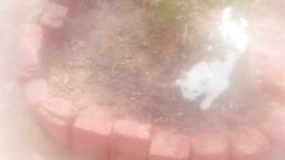 White cat 6