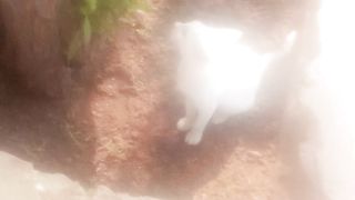 White cat 5