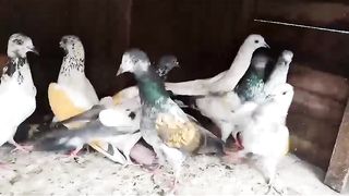 Beautiful pigeon lakha golden moti waly