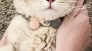 cute cat 45
