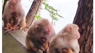 Funny Monkey Viral Video 66