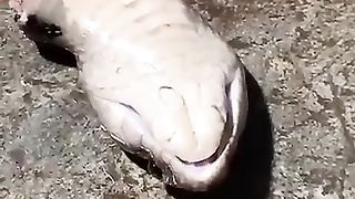 Snake 15