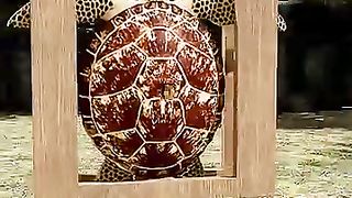 Turtle 3