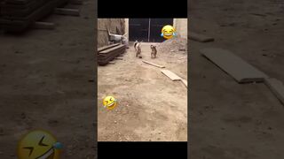 Funny Animal Videos Of The Day 0038! ???????? #fyp #memes #memedaily #dankmemes