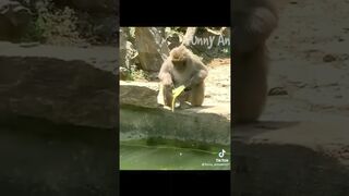 Cute and funny animals video compilation ???????????? part- 2 3