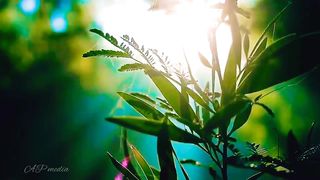 Nature's beauty 6