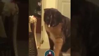pets & animals 4