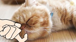 40 Awesome Cat Facts to Understand Them Better