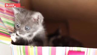 Cat Lovers Get Surprised By A Box Of Kittens