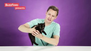 People Hold Kittens For The First Time