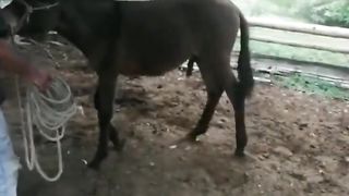 Castracion en equinos