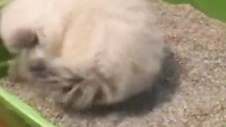 Pets Using Toilet - That Will Make You Laugh .