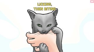 Real Meanings Behind 9 Strange Cat Behaviors Explained
