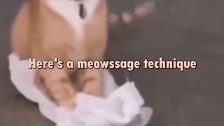 Cat Conversations | "Welcome to Cat Talks" - Feline Chats | Fun and Purr-fect Dialogues | FunFM