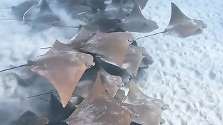 Coisas lindas no mar, vale a pena assistir