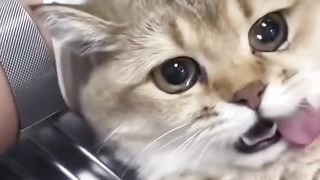 What Happens During A Cat's Surgery? #interesting