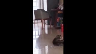 cutie cat have fun